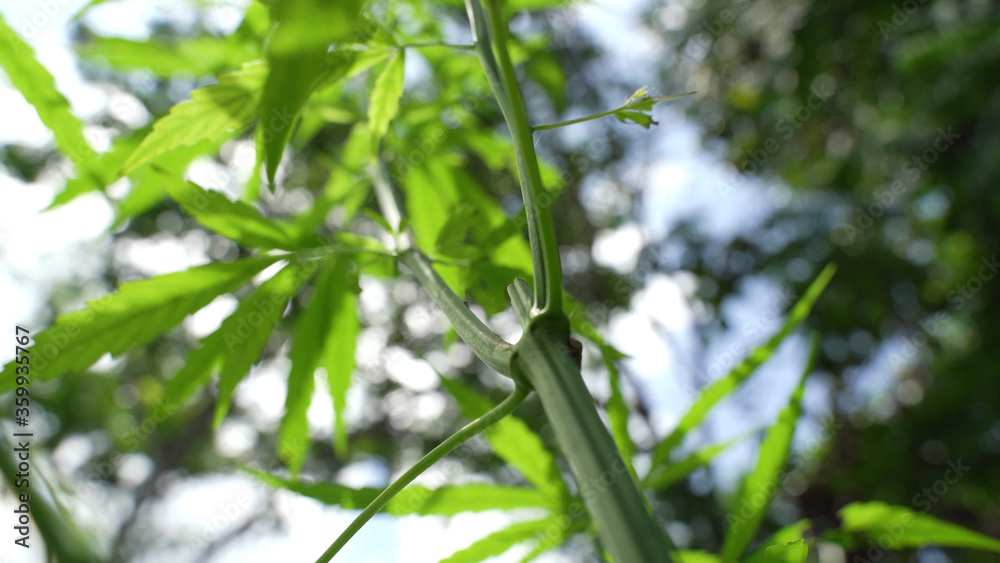 Outdoors Cannabis, Marijuana Plants. Thailand tropical area.