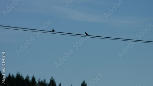 birds on wire