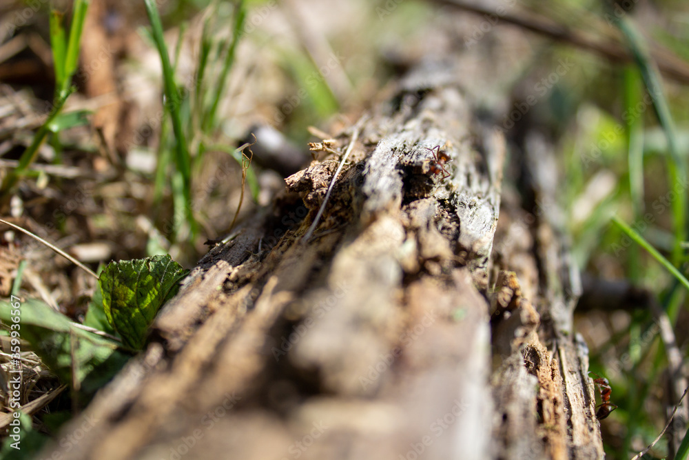 A dry log in the grass, on which large ants crawl. Rotten, old log A dry log in the grass, on which large ants crawl. Rotten, old log