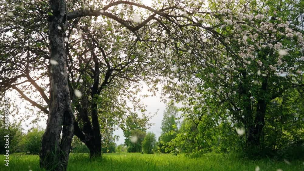 Blooming apple trees. Walking among city park.
Slow motion footage. Steadicam footage. Blooming apple trees. Walking among city park.
Slow motion footage. Steadicam footage.