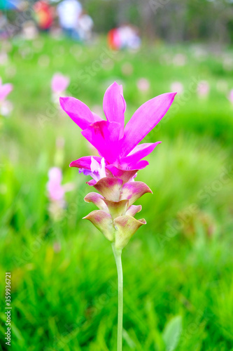 close up one Krachiew Flower (Curcuma sessilis) or Siam tulips in Thai,  the beautiful flower bloom in Pa Hinngam which is national park locate at Chaiyaphum, Thailand province, Thailand.
 photo