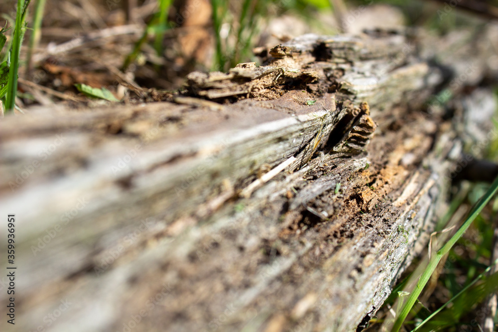 A dry log in the grass, on which large ants crawl. Rotten, old log A dry log in the grass, on which large ants crawl. Rotten, old log