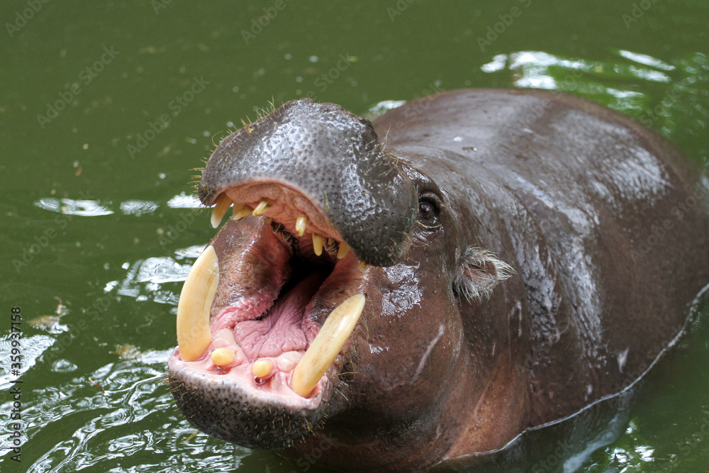 Fototapeta premium Dwarf hippopotamus smile on face in water at thailand