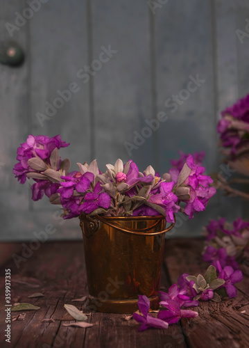 Pink flowers of Green Cloud Texas Sage in a metal bucket on wooden boards © Emma