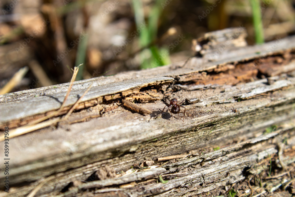 A dry log in the grass, on which large ants crawl. Rotten, old log A dry log in the grass, on which large ants crawl. Rotten, old log