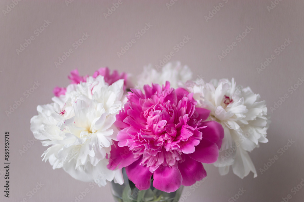 Beautiful bouquet of peonies on pink background with copy space. Invitation card. Greeting card. Flower card