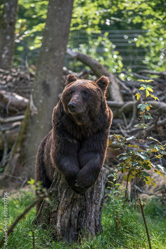 Bär ruht sich auf einem Baumstumpf aus