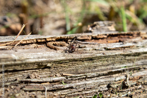 A dry log in the grass, on which large ants crawl. Rotten, old log © Анатолий Савицкий