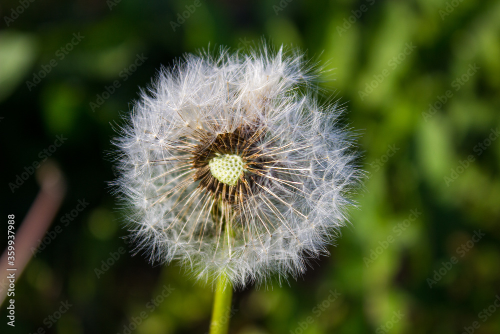 Fototapeta premium White dandelions close-up on a green background.