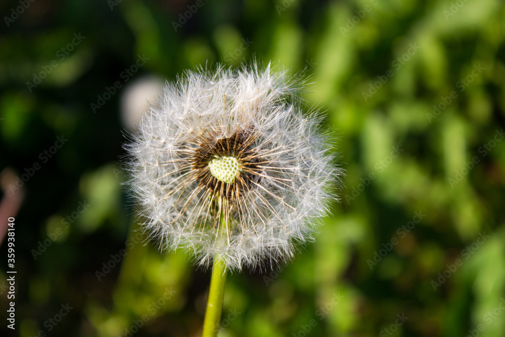 White dandelions close-up on a green background. White dandelions close-up on a green background.