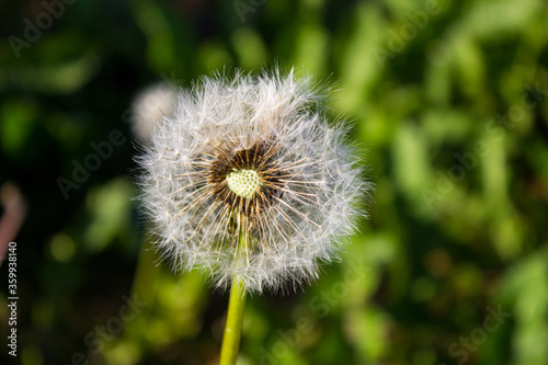 White dandelions close-up on a green background.