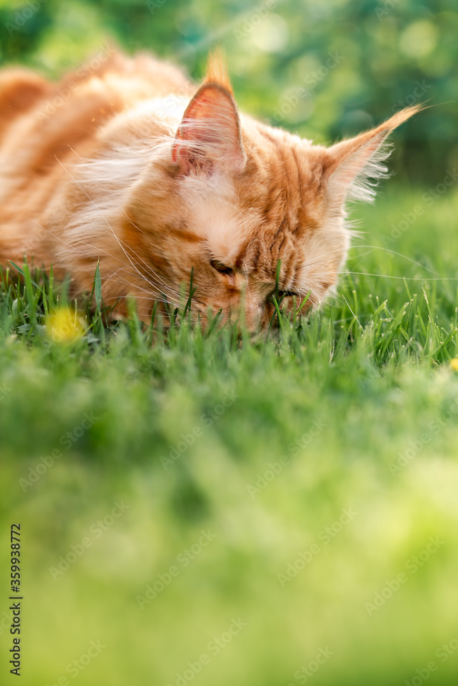 Female red solid maine coon cat lying on green grass and eating the grass. Beautiful brushes on ears. Closeup