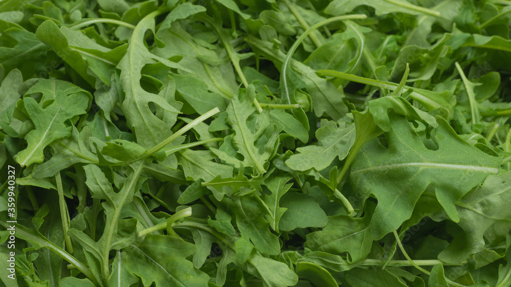 Fresh leaves of arugula.