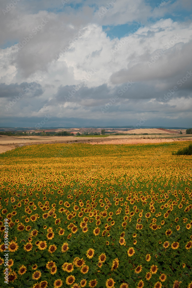 Great view of sunflowers field