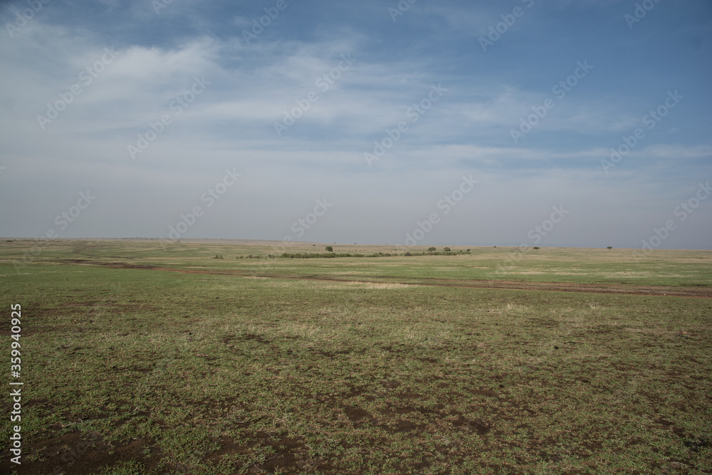 The plains of the Maasai Mara, Kenya with distant trees 
