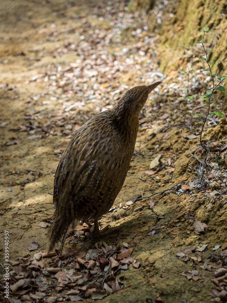 Fototapeta premium New Zealand 03/2019