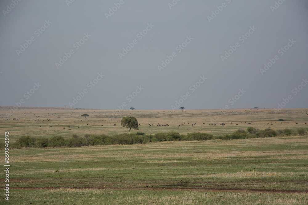 The plains of the Maasai Mara, Kenya with distant trees 