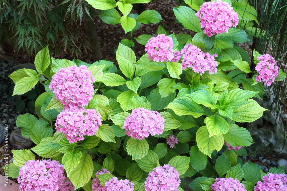 Pink hydrangea bush Pink hydrangea bush