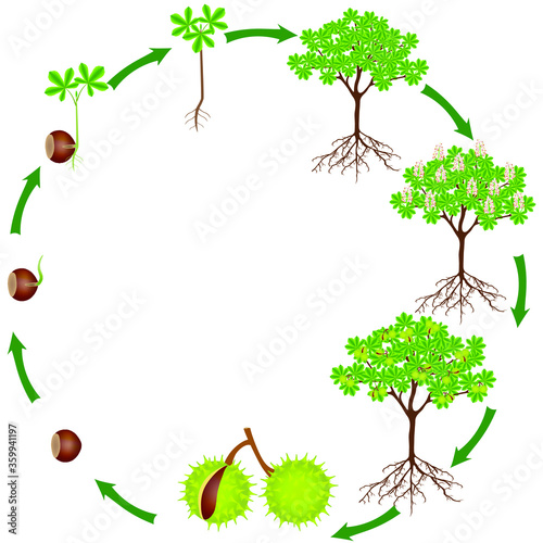 Life cycle of horse chestnut plant on a white background.