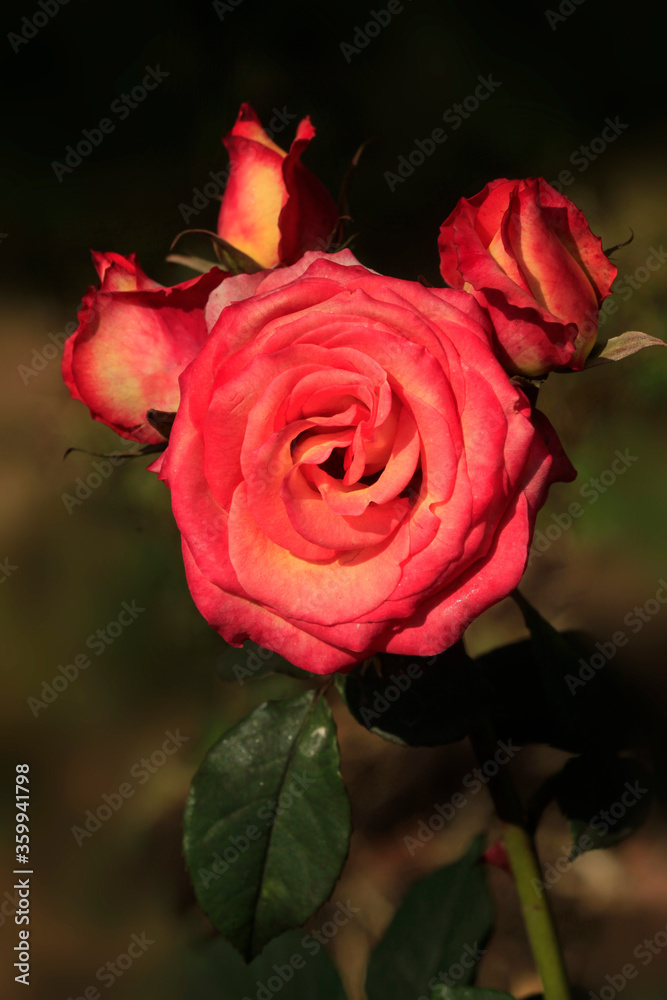 Colorful roses in summer garden Colorful roses in summer garden