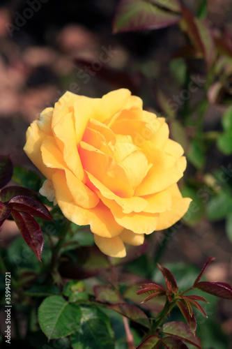 Colorful roses in summer garden