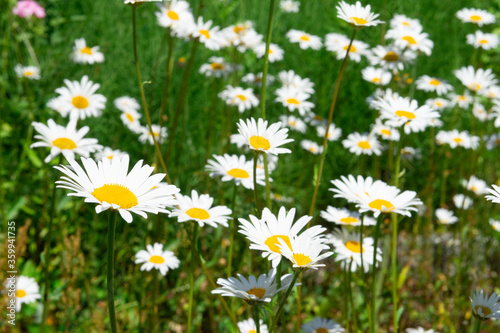 Camomille flowers grow at wild summer meadow. Flowering of daisies in meadow. Chamomile flowers in wild grass field