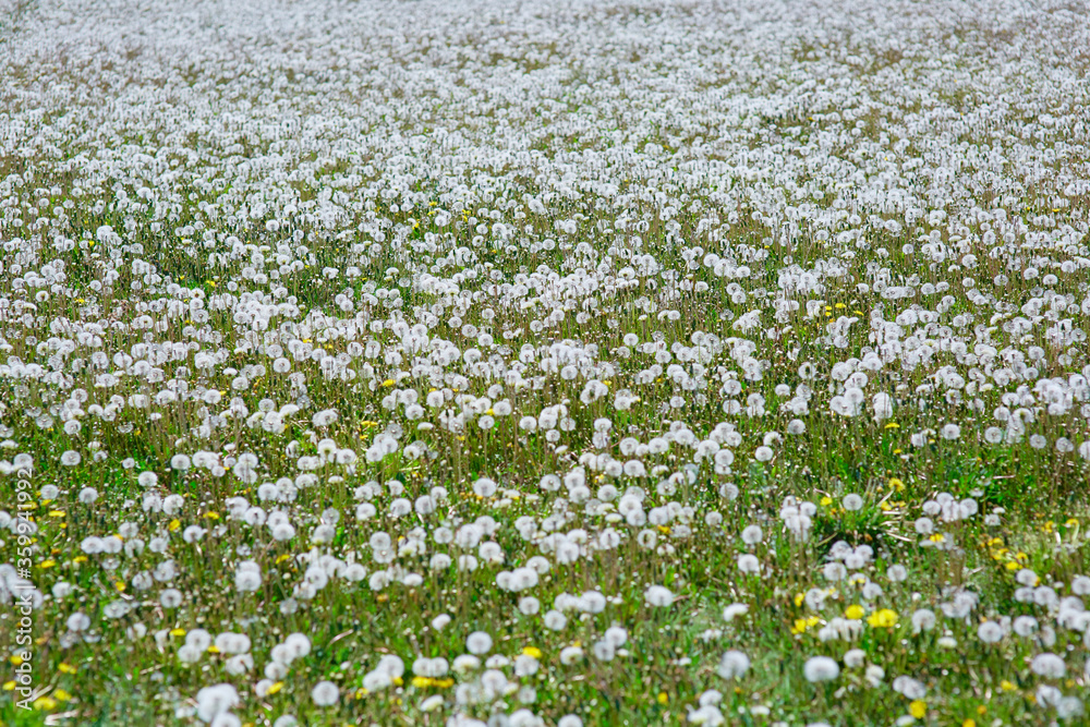 Dandelion meadow, for making dandelion wine. Romantic background