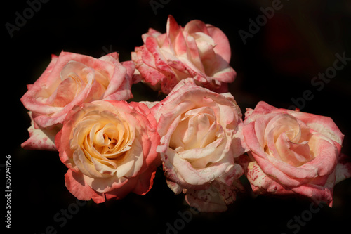 Colorful roses in summer garden