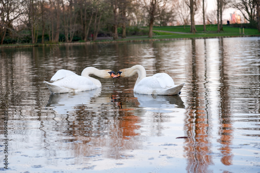 swan on the lake swan on the lake