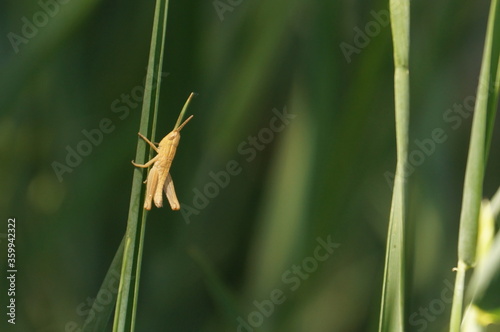 a small grasshopper sits on a thin stem