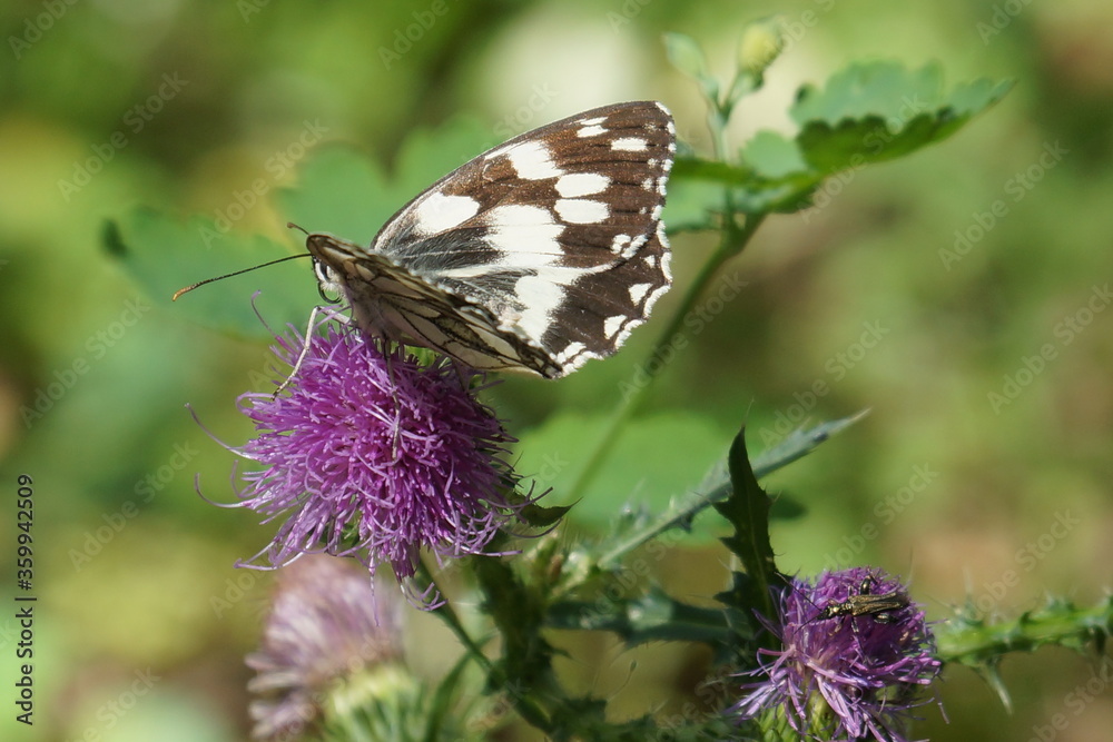 beautiful melangria butterfly on a purple thistle flower beautiful melangria butterfly on a purple thistle flower