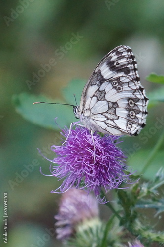 melangria butterfly on a purple thistle flower