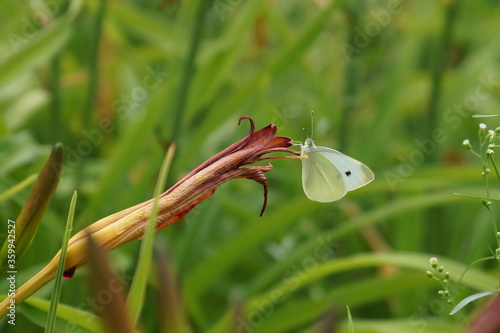 Beautiful white cabbage butterfly on a lily flower