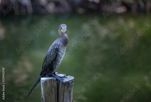 Little cormorant(Microcarbo niger) standing on a tree stump in the pool.