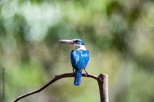 White - collared Kingfisher