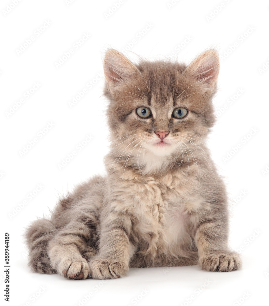 One small gray kitten. One small gray kitten.
