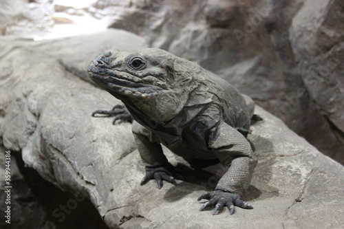 A Monitor Lizard Sits In A Cave On The Stones And Stares Intently At The Camera