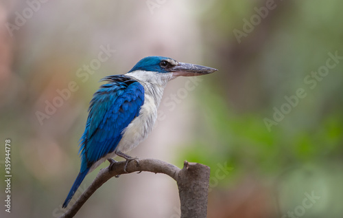 Collared kingfisher on branch tree in forest © photonewman