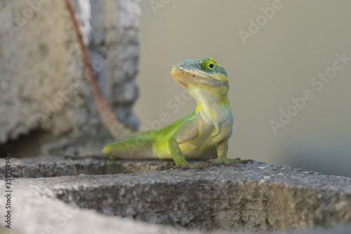 A lizard in the wild