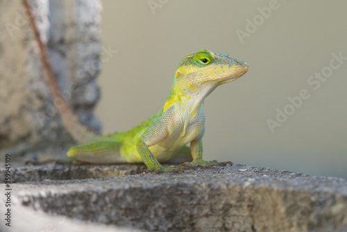 A lizard in the wild