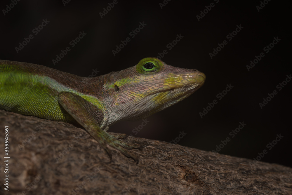 Naklejka premium A lizard in the wild