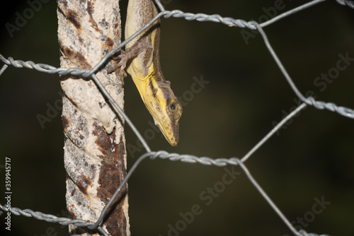 A lizard in the wild