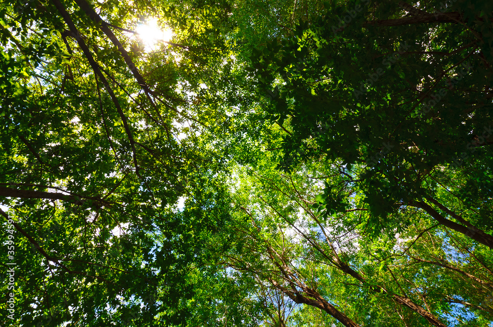 The sun breaks through the green crowns of trees The sun breaks through the green crowns of trees