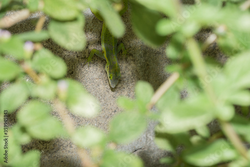 A lizard in the wild