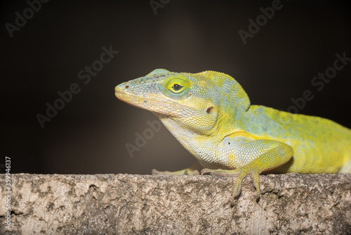 A lizard in the wild