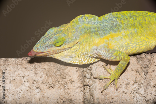 A lizard in the wild