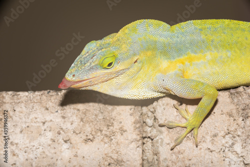 A lizard in the wild