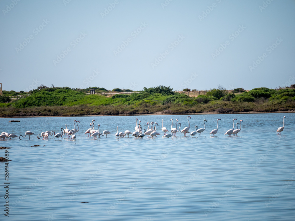 flamingos in the Salina dei Monaci Nature Reserve, an old salt pan at Torre Colimena, Taranto, Apulia, Italy
