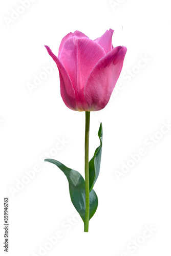 pink tulip flower isolated on white