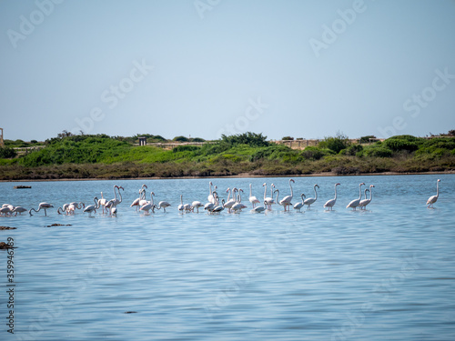 flamingos in the Salina dei Monaci Nature Reserve, an old salt pan at Torre Colimena, Taranto, Apulia, Italy © Giuma